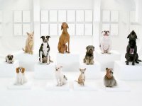 Volkswagen y su reinterpretación canina de la 'Marcha Imperial'